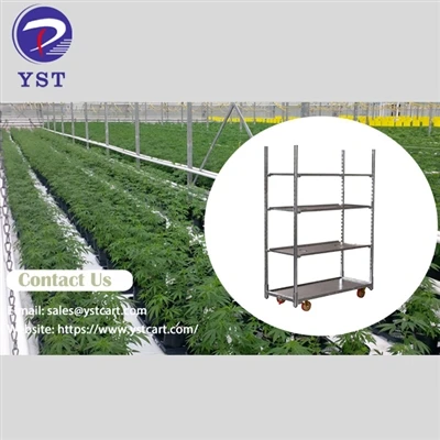 เหตุใด Dutch Trolleys จึงเป็นตัวเลือกที่ชาญฉลาดสำหรับผู้ปลูกกัญชา
